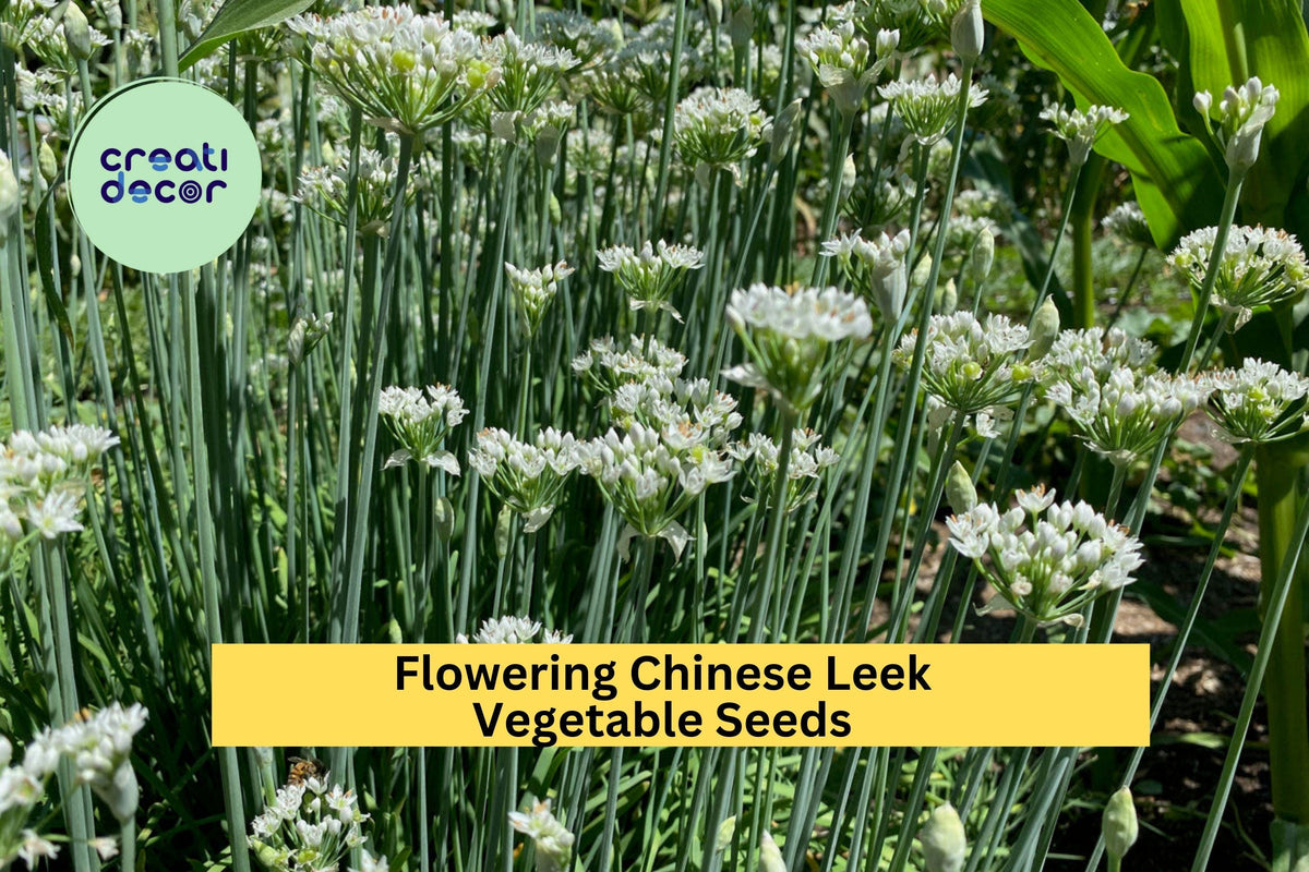 3pcs 250mg Flowering Chinese Leek Seeds - Garlic Chives (Allium tuberosum) for Cooking & Home Garden