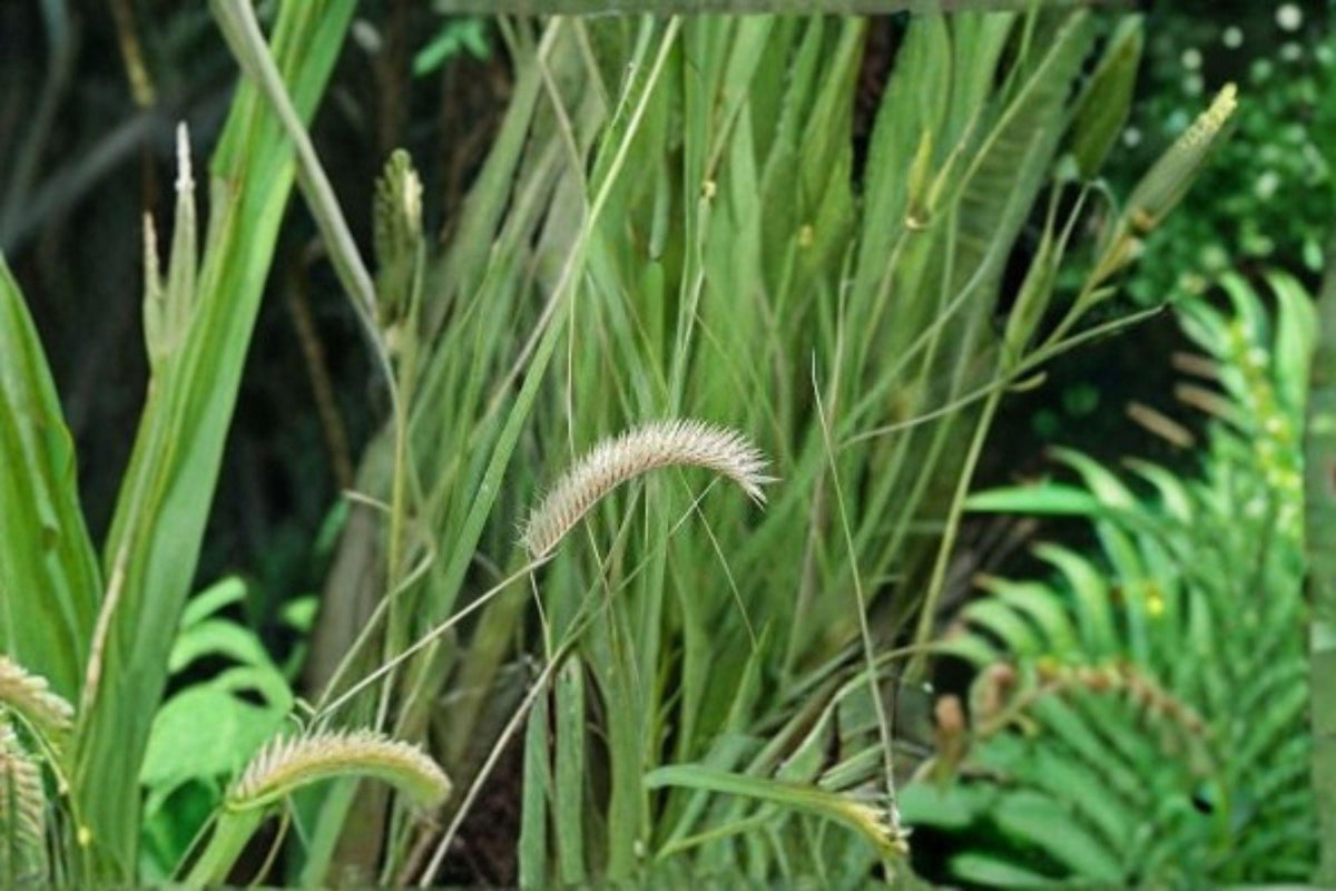 Blue Grama Seeds - 100 Count - Drought-Tolerant Native Grass - Bouteloua gracilis - Low-Maintenance Groundcover for Prairie Landscapes
