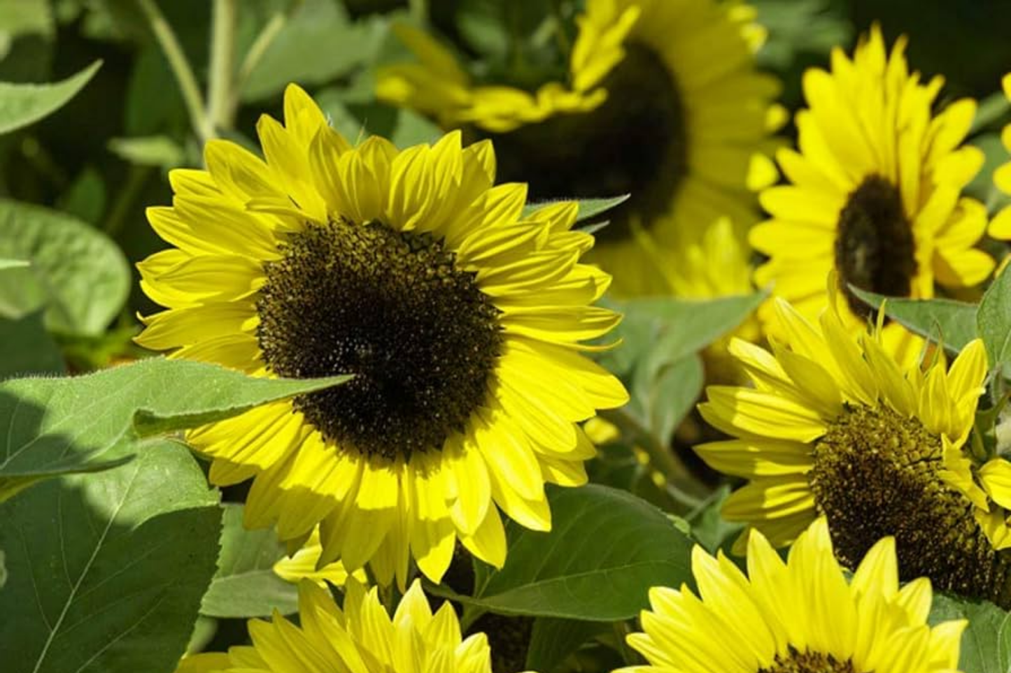 Early Sunflower Seeds 250mg | Helianthus annuus | Fast-Growing, Non-GMO, Pollinator-Friendly, Bright Yellow Blooms, Easy to Grow Annual
