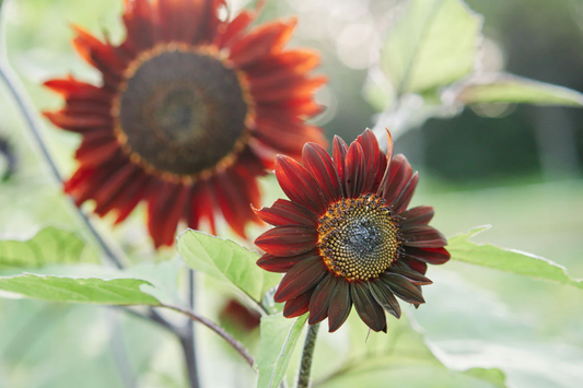 Chocolate Cherry Sunflower Seeds - 30+ Non-GMO Heirloom Garden Seeds - Helianthus annuus, Deep Maroon Flowers, Attracts Pollinators