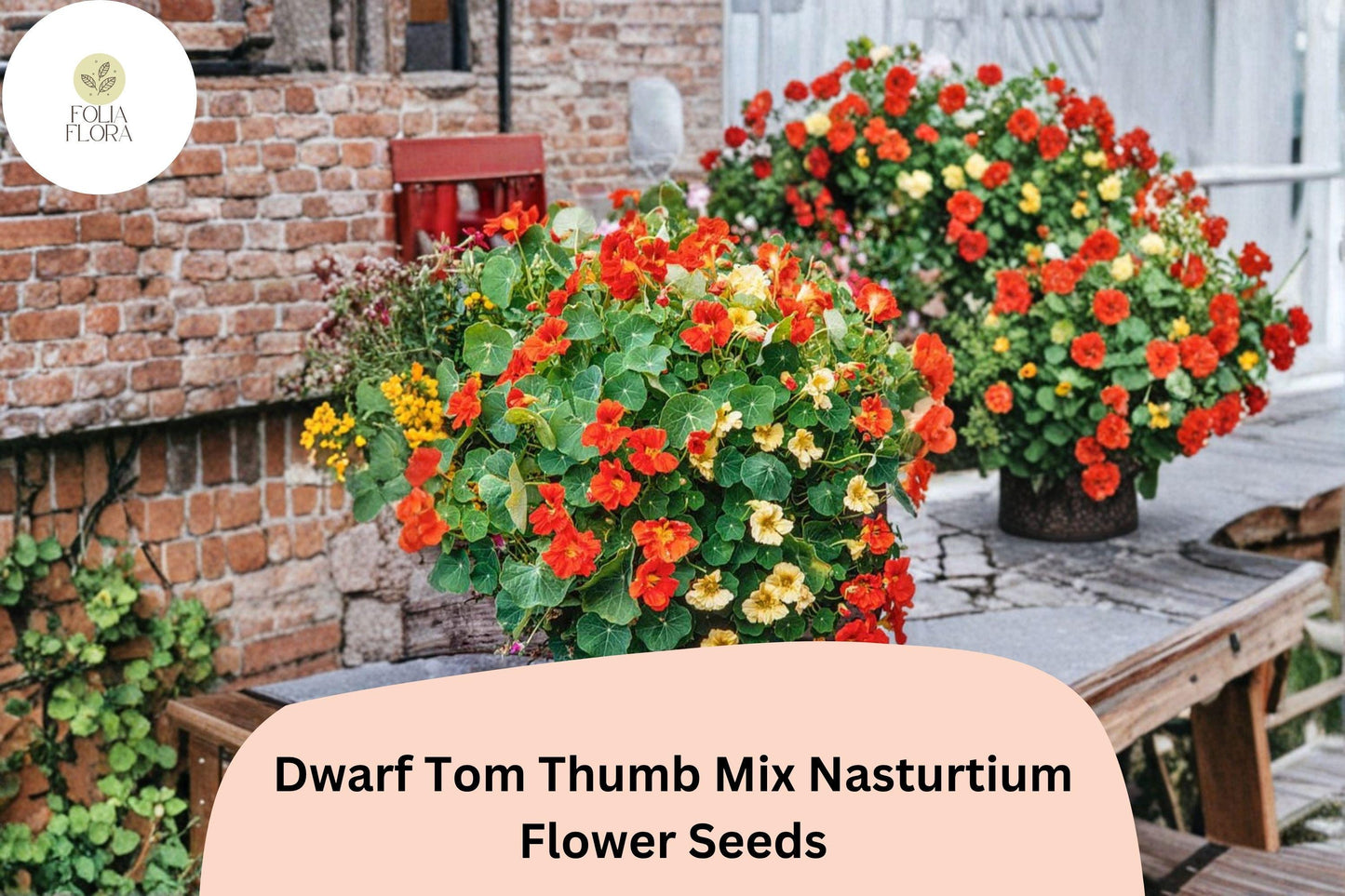 50+ Dwarf Tom Thumb Mix Nasturtium Seeds | Compact Colorful Annual Flowers for Borders & Containers