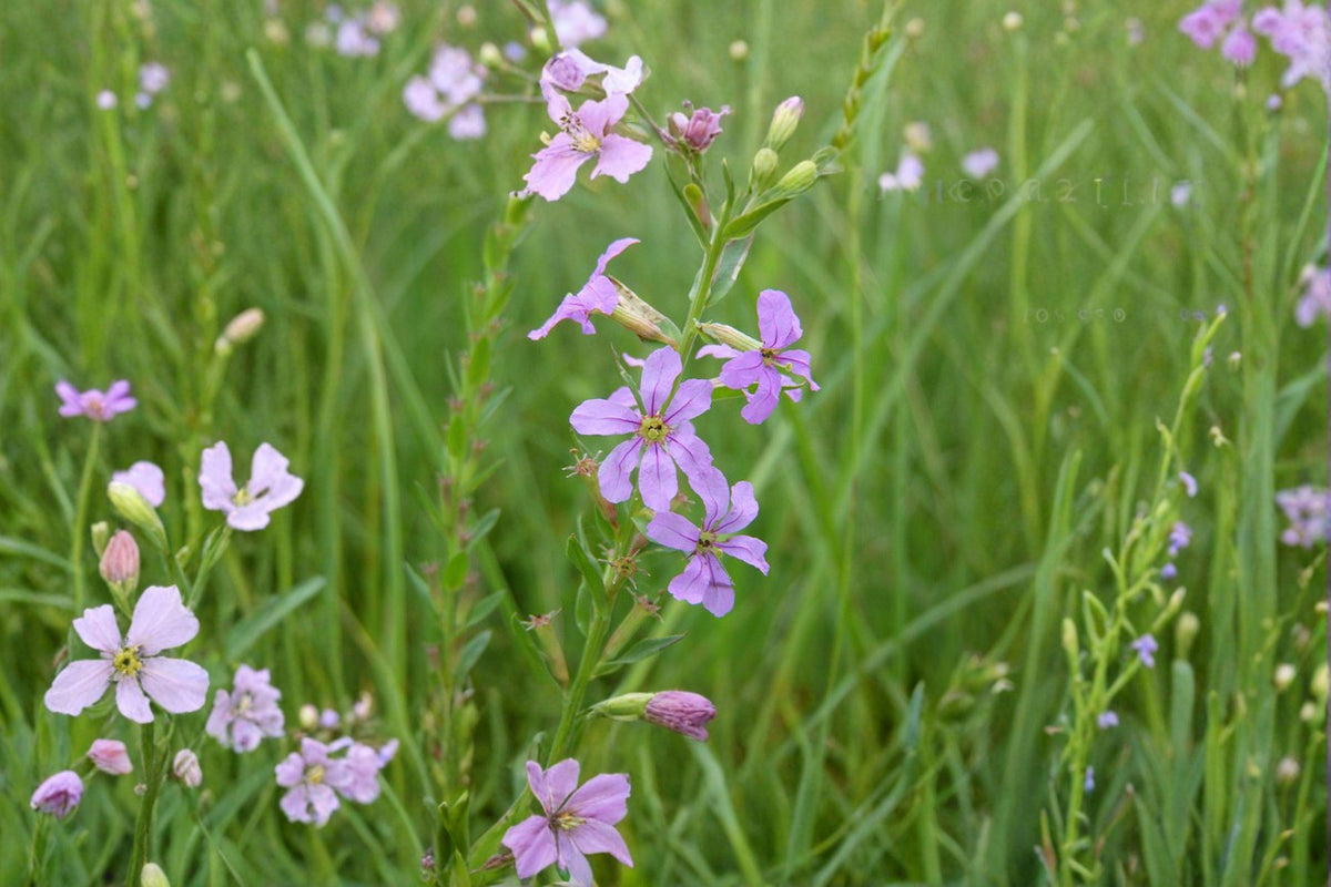 Winged Loosestrife Seeds - 3,000 Count | Lythrum alatum | Native Wetland Perennial | Pollinator-Friendly, Non-Invasive