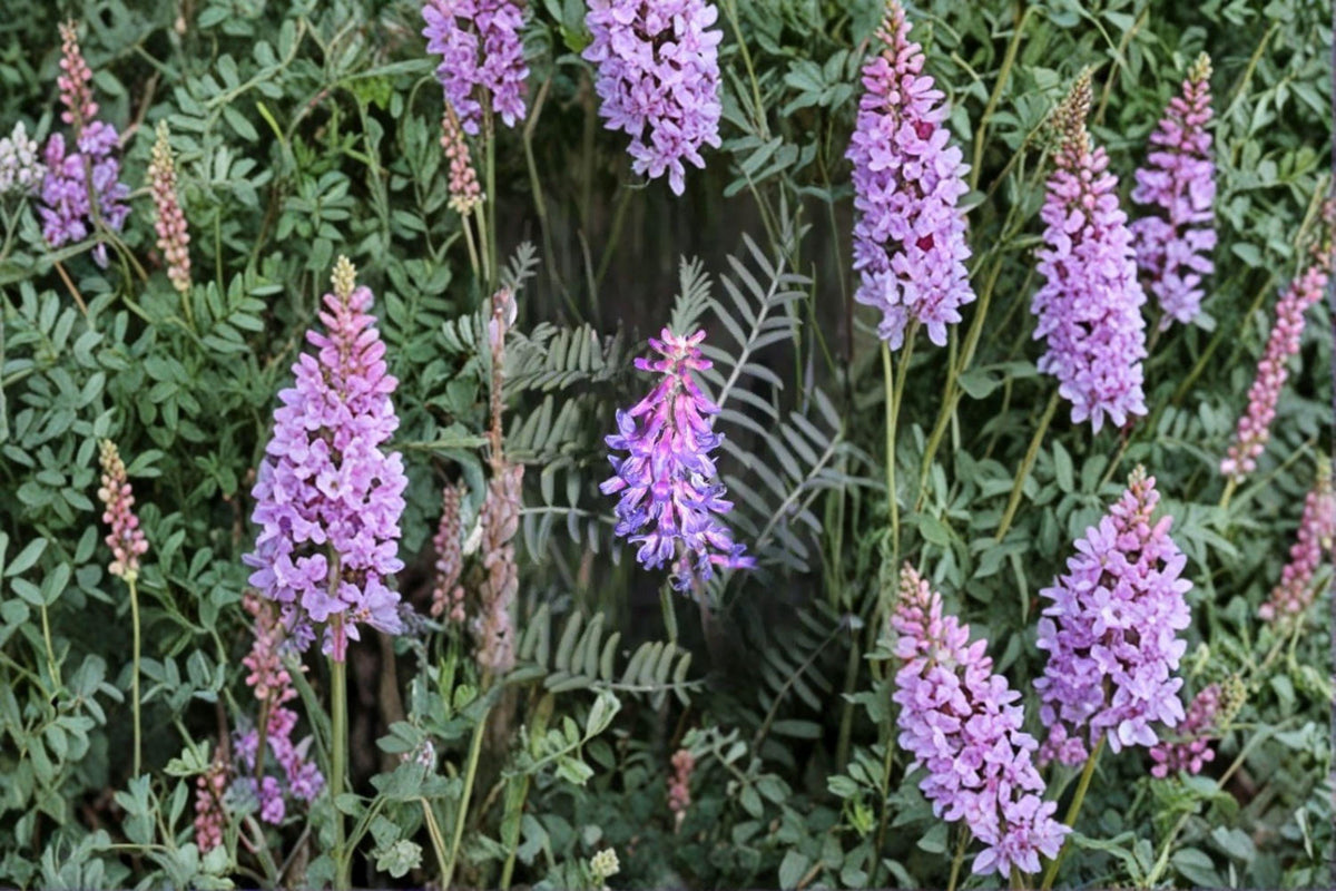 Twogroove Milkvetch Seeds – 15 Non-GMO Seeds – Astragalus bisulcatus – Nitrogen-Fixing Perennial for Pollinator Gardens