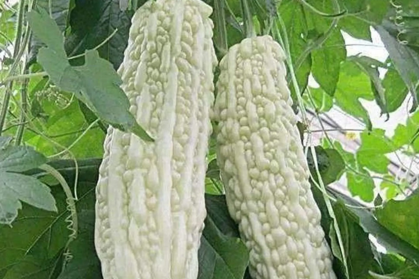 White Pearl Bitter Gourd Seeds – Rare White Bitter Melon, Non-GMO Climbing Vegetable Vine, Momordica charantia
