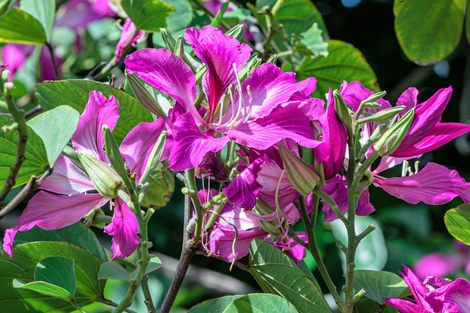 Bauhinia Purpurea Seeds | Purple Orchid Tree Flowering Plant | Exotic Garden Seeds | Deciduous Ornamental Tree