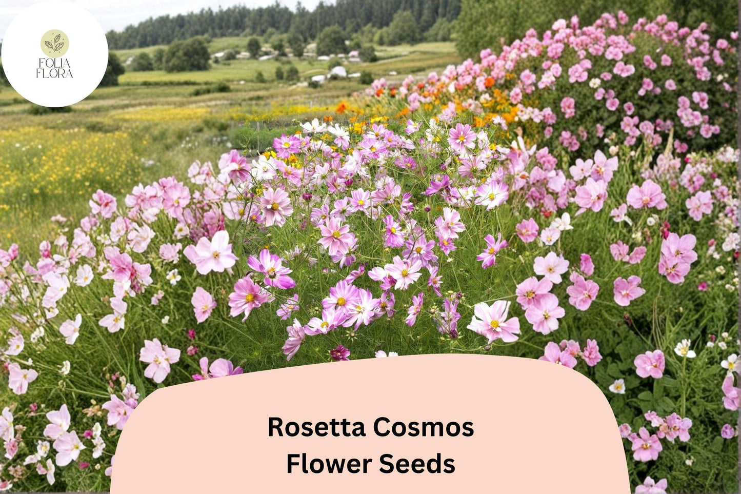 200+ Rosetta Cosmos Seeds | Soft Pink Double Blooms | Easy-to-Grow Annual Garden Flowers