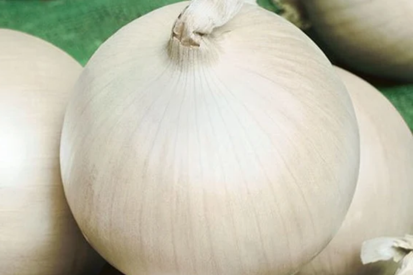 Onion Ringmaster Seeds 250mg | Allium cepa | Non-GMO Crisp White Bulbs for Rings, Salads & Cooking | Easy to Grow Vegetable Seeds