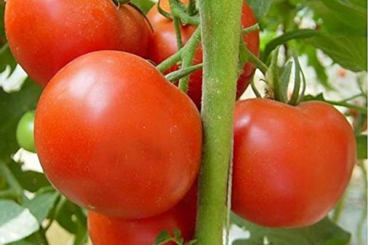 Tomato Seeds 100mg | Legend (Solanum lycopersicum) | Non-GMO, Early Harvest, Disease-Resistant, Sweet & Juicy Vegetable Seeds