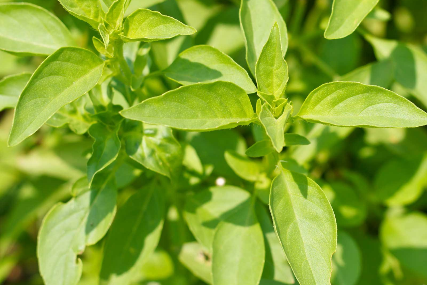 Lime Basil Seeds 1000 Count – Citrus-Scented Herb for Culinary & Garden Use – Ocimum basilicum