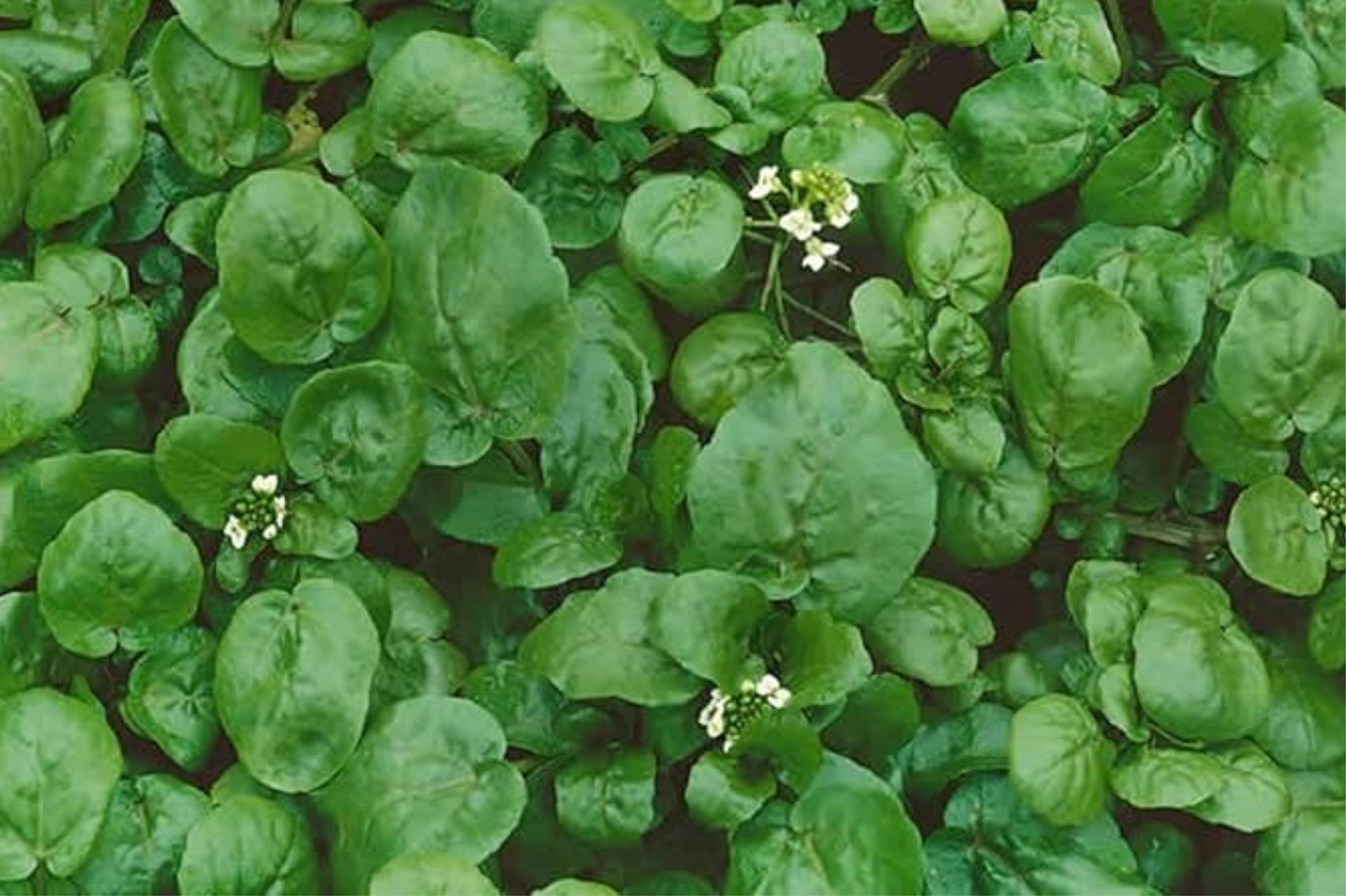 Watercress Seeds 1000 Pack Nasturtium officinale Aquatic Green for Salads & Garnishes