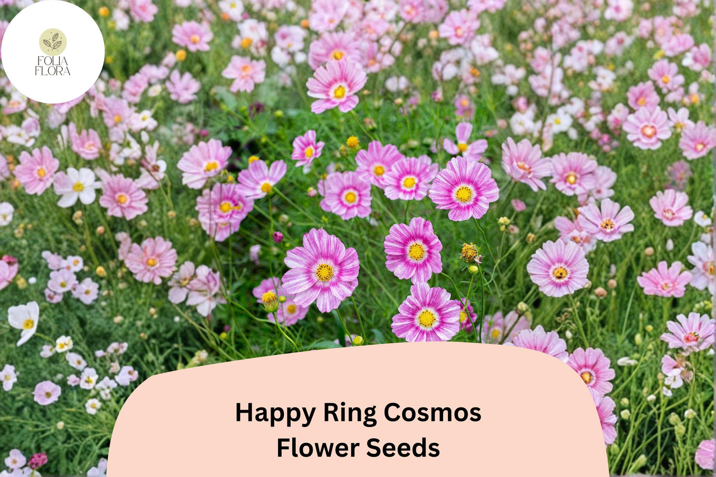 200+ Happy Ring Cosmos Seeds | Pink & White Bicolor Cosmos Bipinnatus for Pollinator Gardens