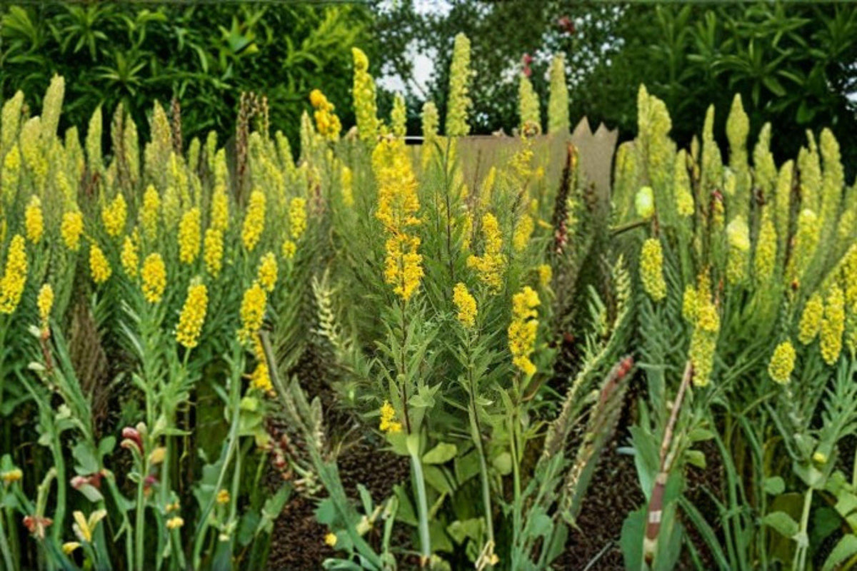 Showy Goldenrod Seeds - 100 Count - Solidago speciosa - Native Perennial Wildflower - Golden Yellow Fall Blooms for Pollinator Gardens
