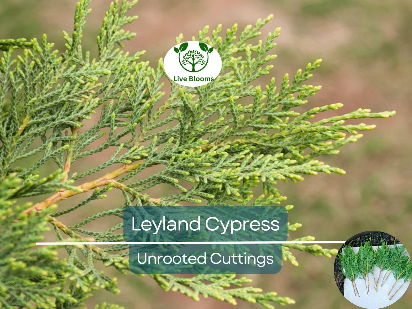 35 Fresh Leyland Cypress Unrooted Cuttings 6-8" for Fast-Growing Privacy Screens and Hedges
