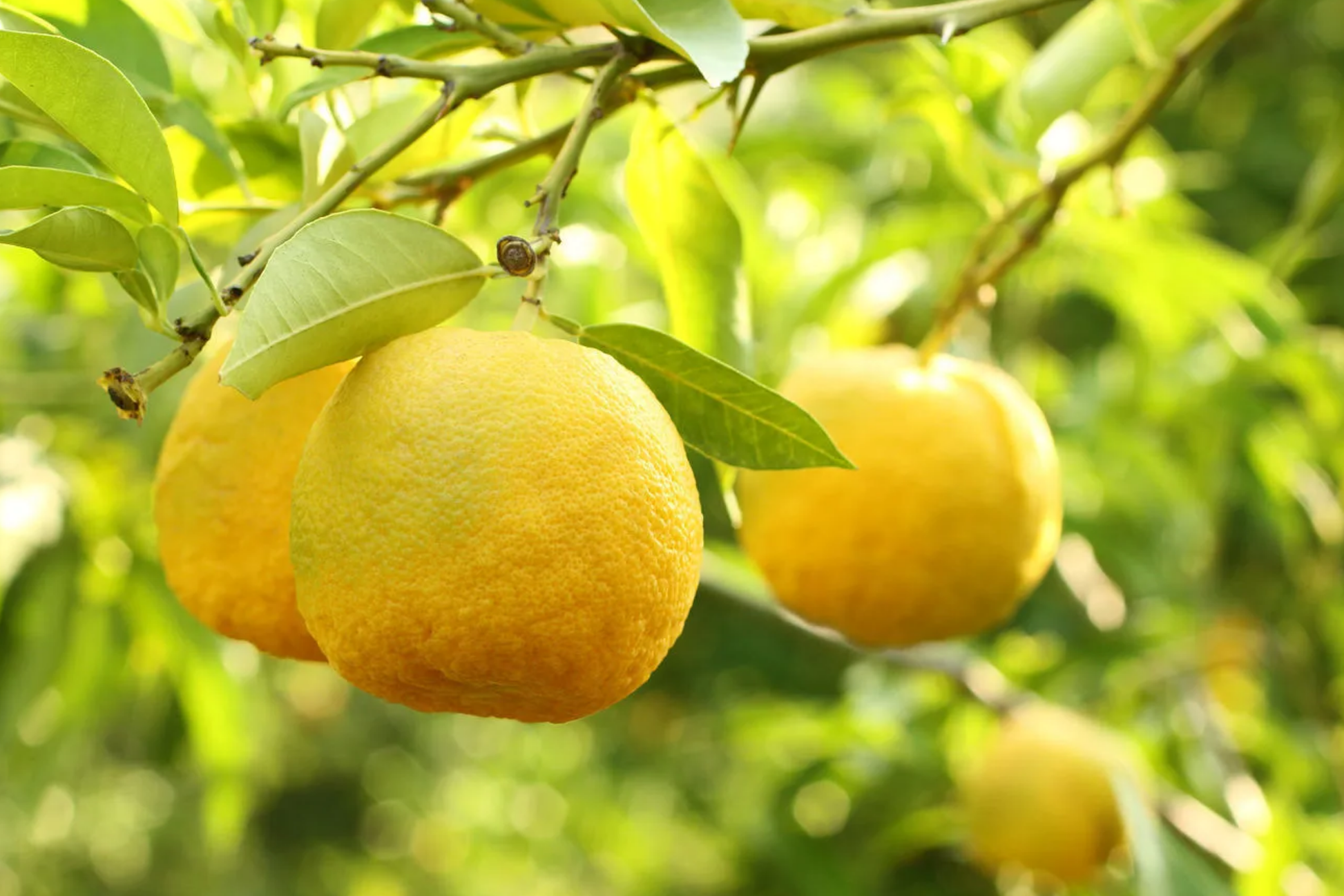 Yuzu Lemon Seeds – Cold-Hardy Fragrant Citrus for Garden & Patio – Citrus junos