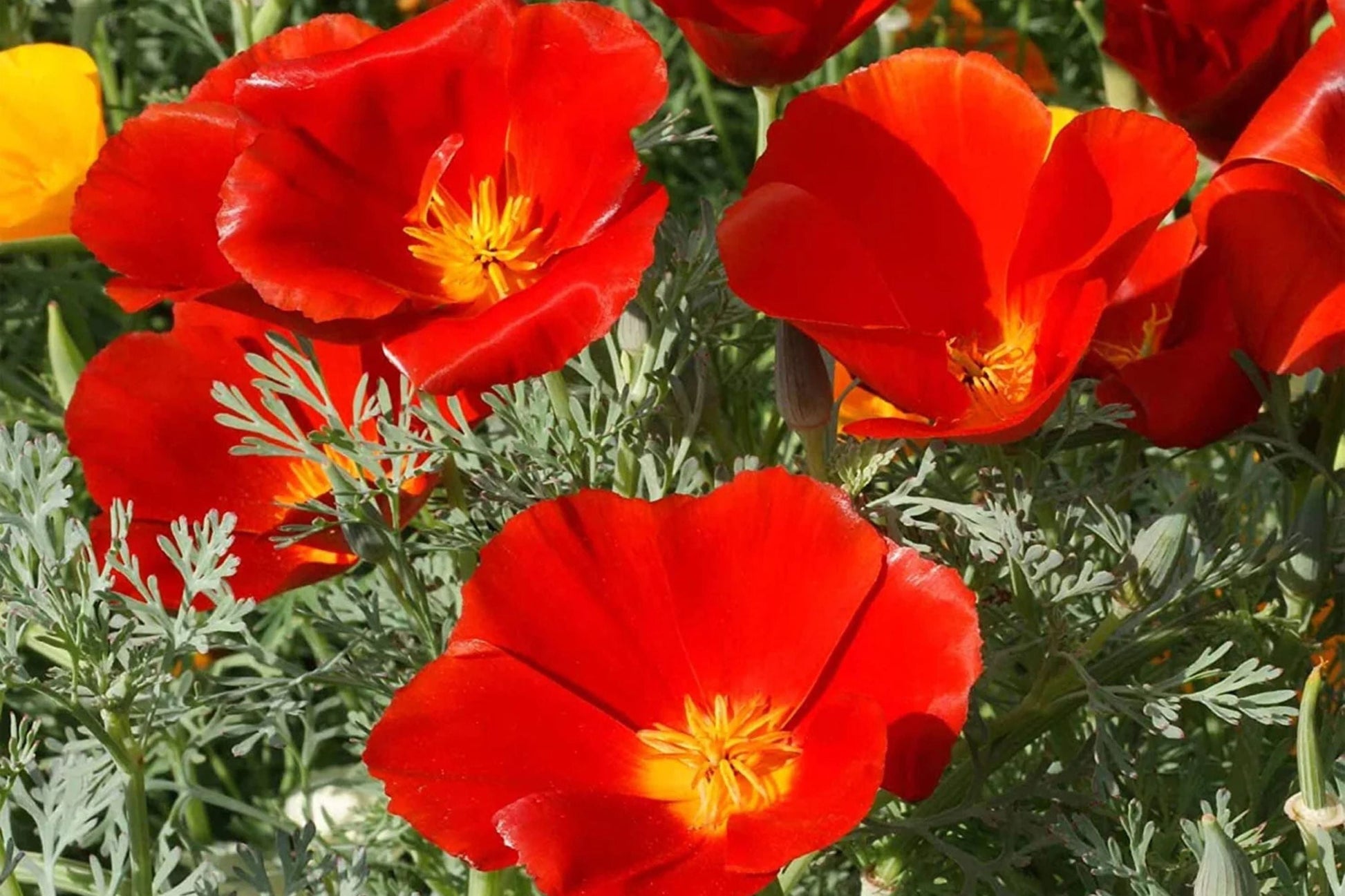 Red Chief California Poppy Seeds – Vibrant Red-Orange Blooms, Drought Tolerant, Pollinator Magnet, Eschscholzia californica