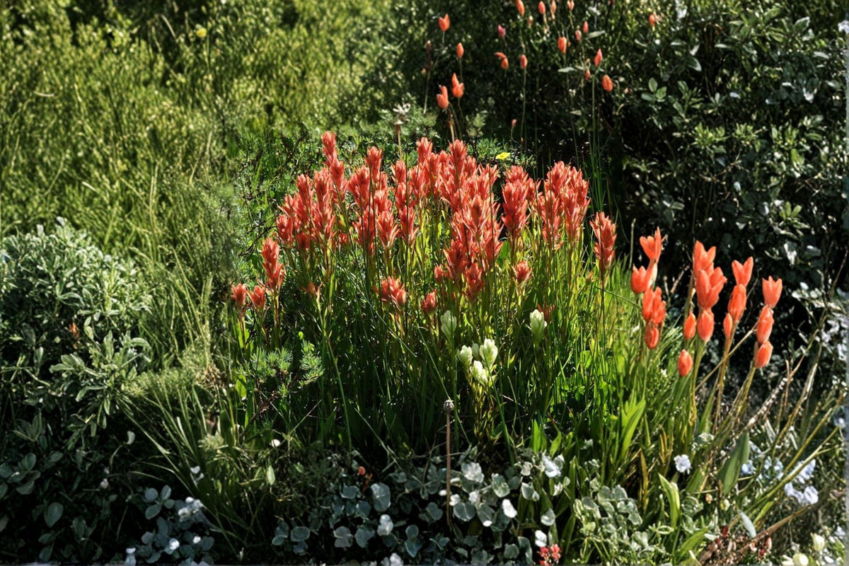 Narrow-leaved Desert Paintbrush Seeds - 300 Seeds | Castilleja linariifolia | Native Wildflower for Xeriscapes & Hummingbirds