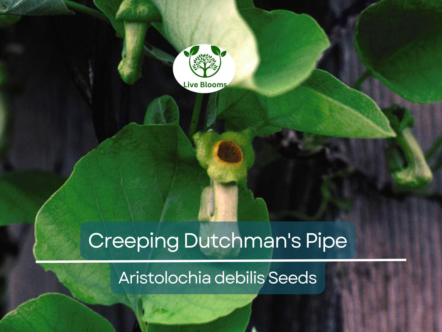20 Creeping Dutchman's Pipe Vine Seeds (Aristolochia debilis) - Fast Growing Perennial, Butterfly & Hummingbird Friendly