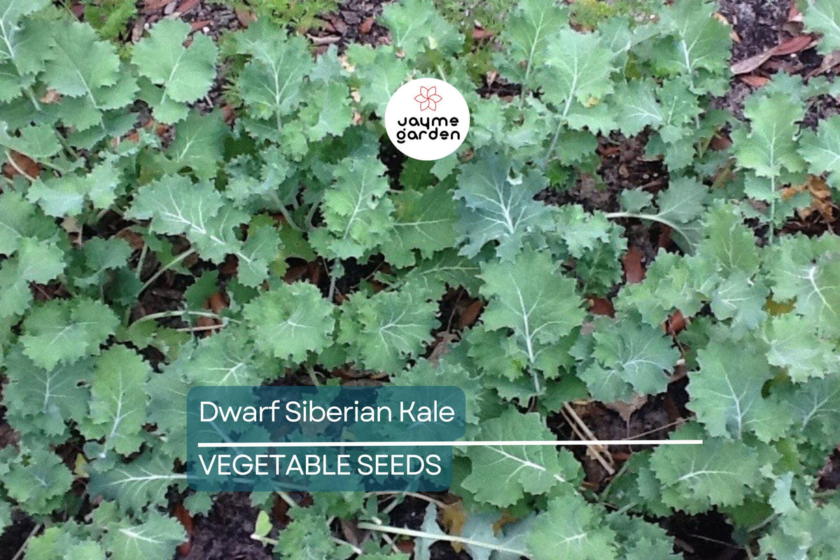 2,000 Dwarf Siberian Kale Seeds - Non-GMO Heirloom, Cool Weather Variety, Brassica oleracea - Perfect for Container Gardening