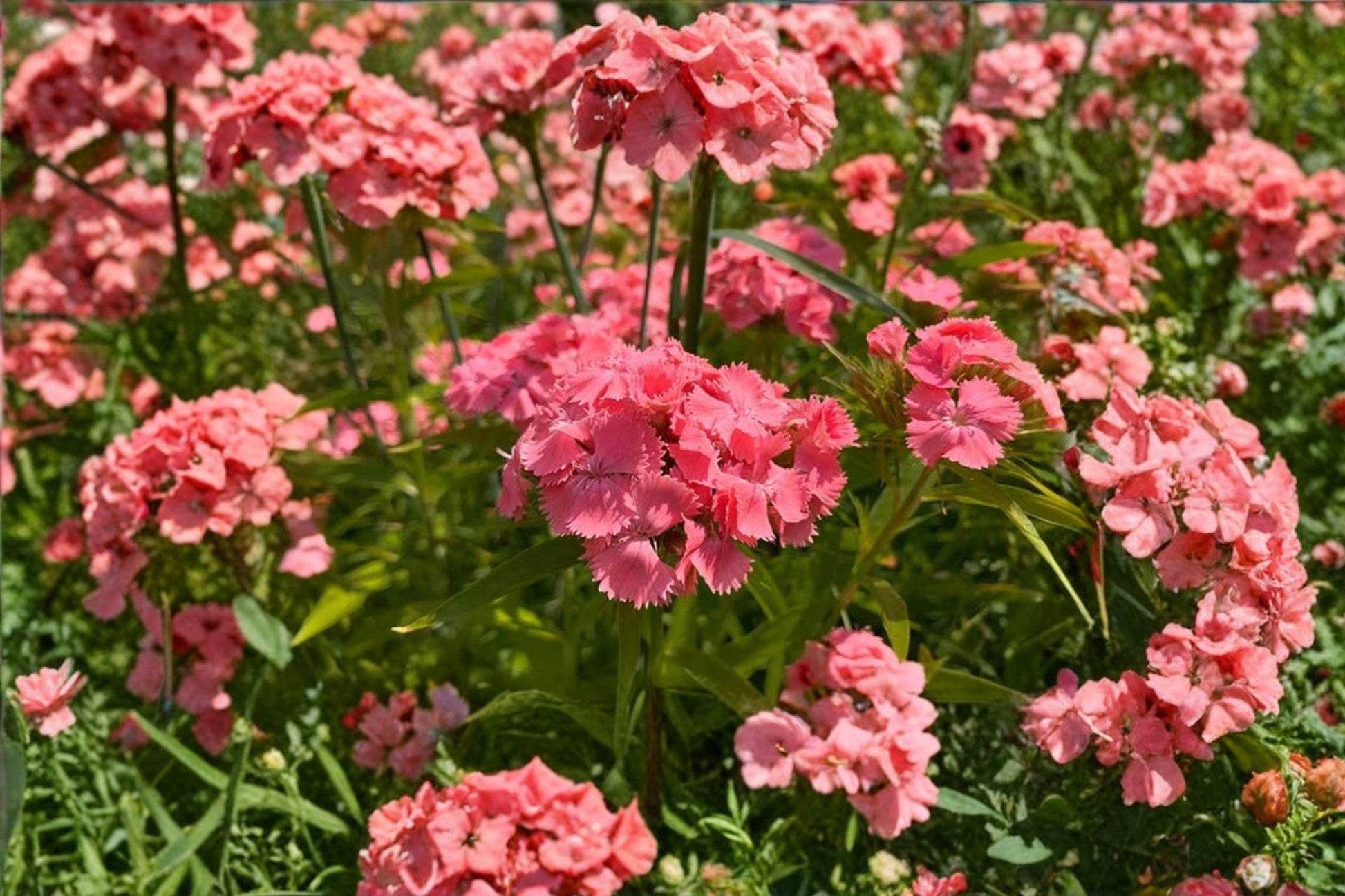 100 Sweet William Seeds Dianthus barbatus Cottage Garden Flower Biennial Cut Flower Pollinator Friendly
