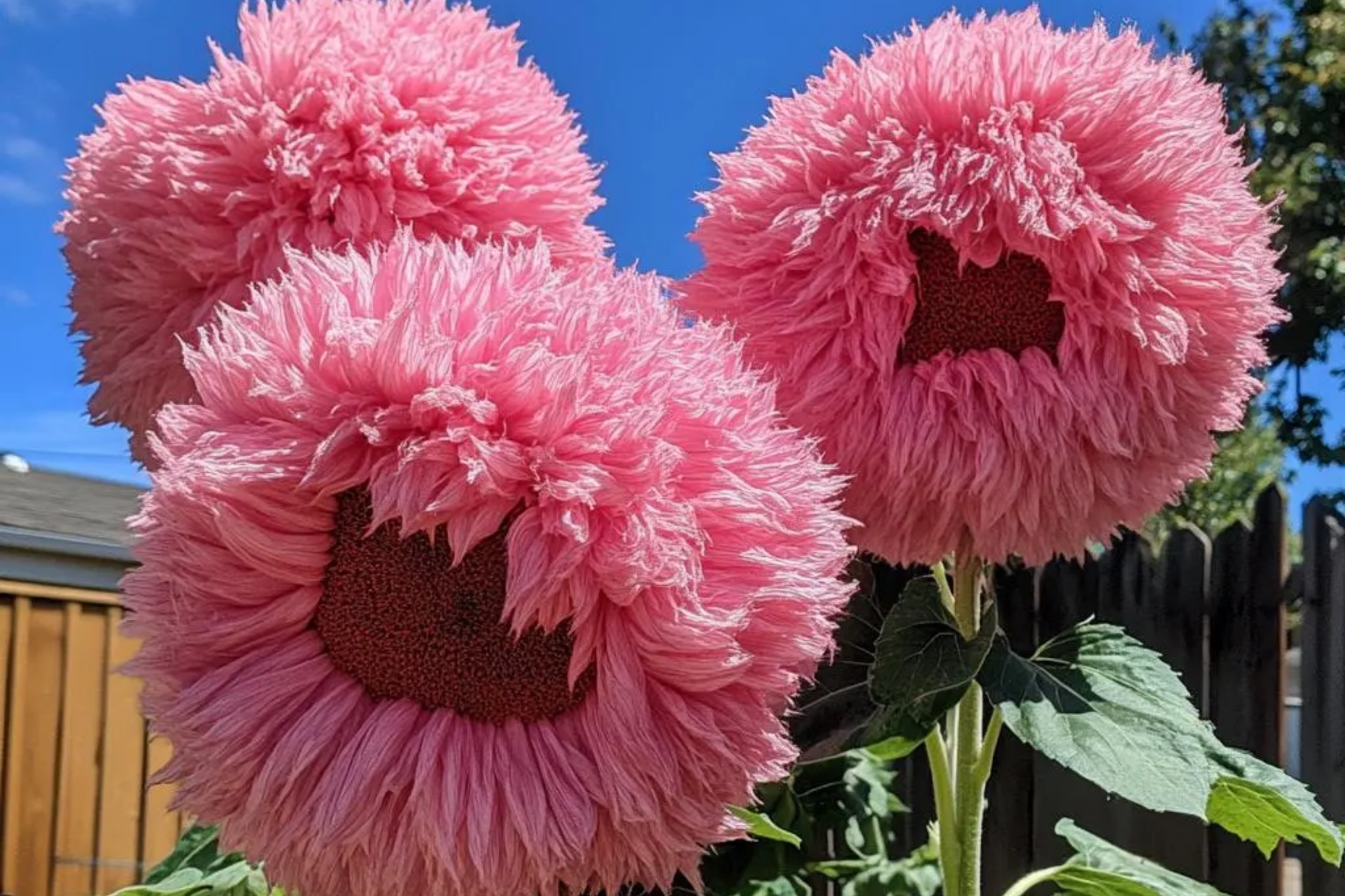 Pink Giant Teddy Bear Sunflower Seeds – 50pcs Heirloom Helianthus annuus, Large Fluffy Pink Blooms, Easy to Grow, Full Sun
