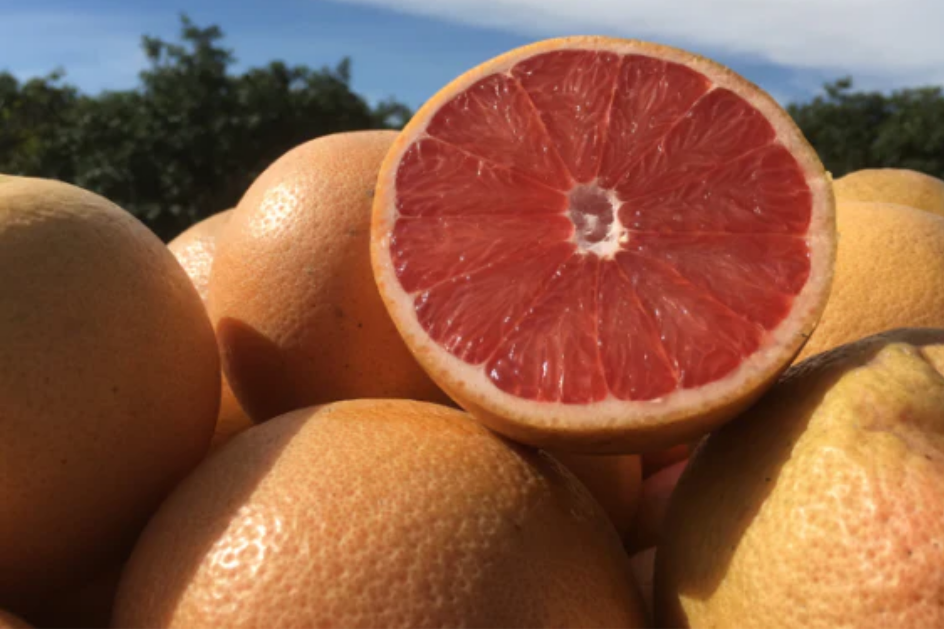 Star Ruby Grapefruit Seeds - Juicy Deep Red Citrus Tree - Fruit Seeds for Home Growing, USDA Zones 9-11