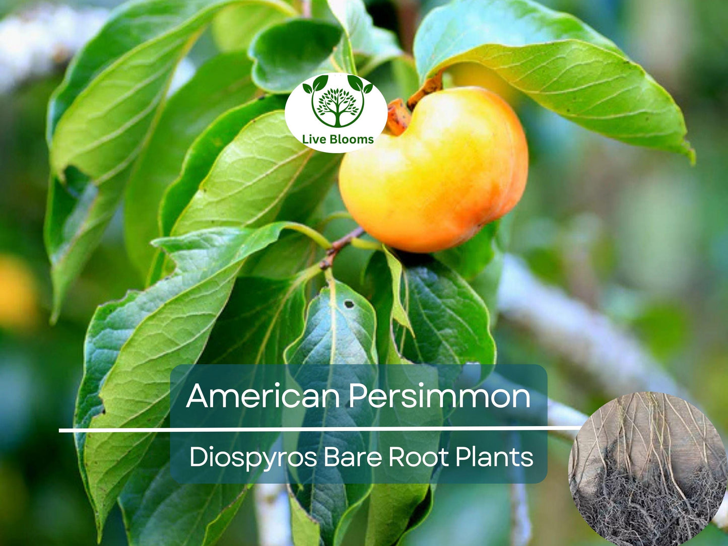 3 American Persimmon Trees Bare Root (12–24in) - Diospyros virginiana, Cold Hardy Native Fruit Tree