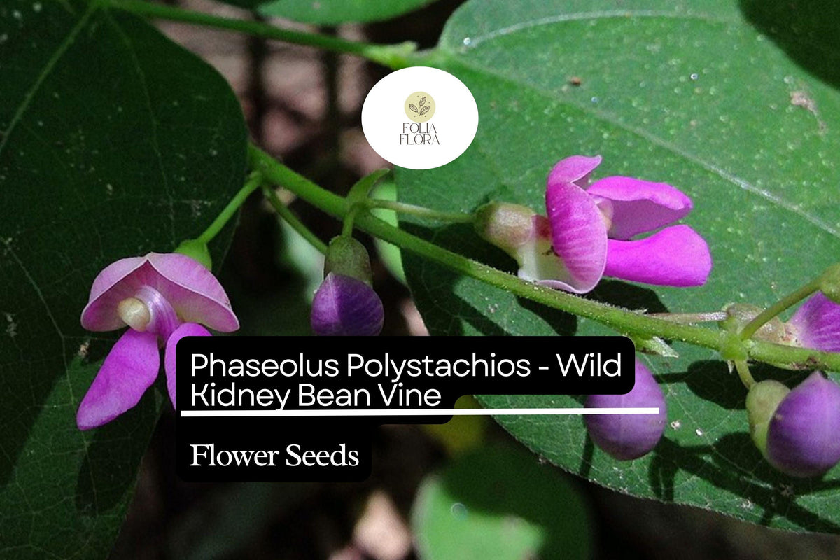 5 Seeds Wild Kidney Bean Vine - Phaseolus polystachios, Climbing Native Perennial, Nitrogen-Fixing, Light Purple Flowers