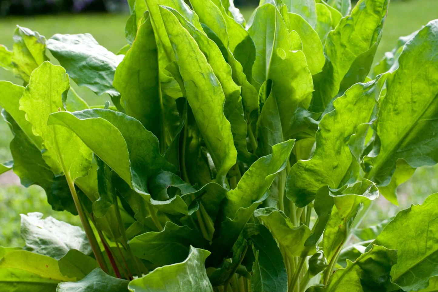 Large Leaf Sorrel Seeds 250mg Rumex acetosa Perennial Herb for Salads & Culinary Use