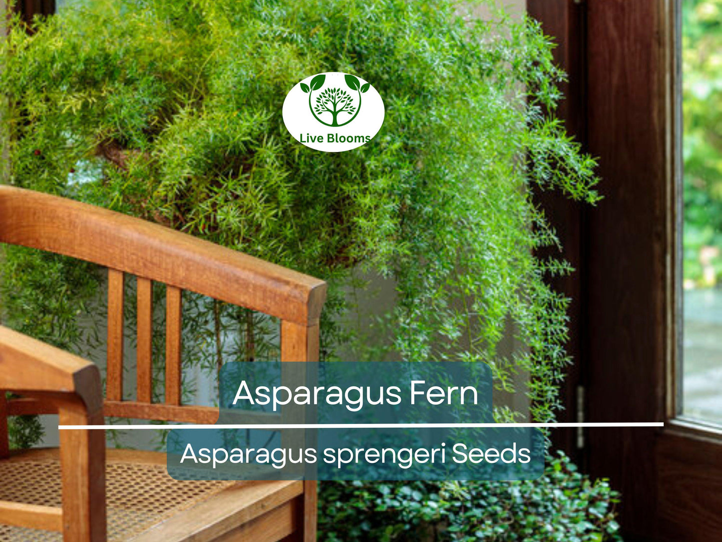 20 Asparagus Fern Sprengeri Seeds – Easy Care Indoor Plant for Hanging Baskets and Pots