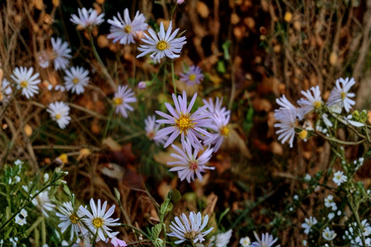 Prairie Aster Seeds | 100 Seeds | Symphyotrichum turbinellum | Native Purple Wildflower for Pollinator Gardens