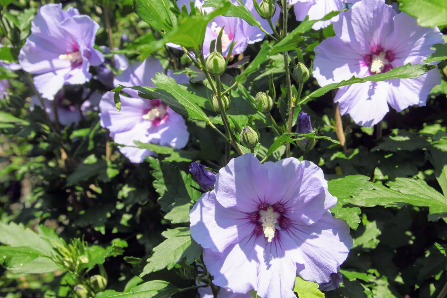 Bare Root Rose of Sharon Shrubs 10-18" Hibiscus syriacus Live Plants for Hedges & Borders