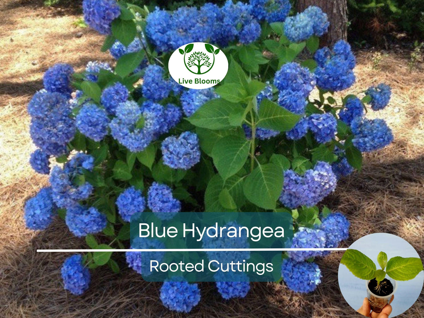 Blue Hydrangea Plant (Hydrangea macrophylla) Fully Rooted Cutting 3-8" Tall Indoor/Outdoor