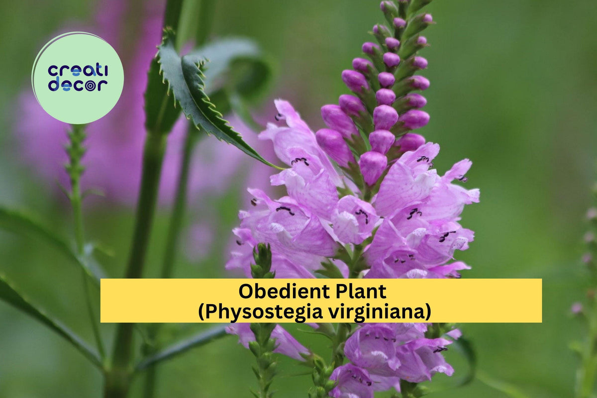 Obedient Plant Live Bare Roots 30 Pack, Pink-Purple Hardy Perennial, Physostegia virginiana, Pollinator-Friendly Garden Flowers
