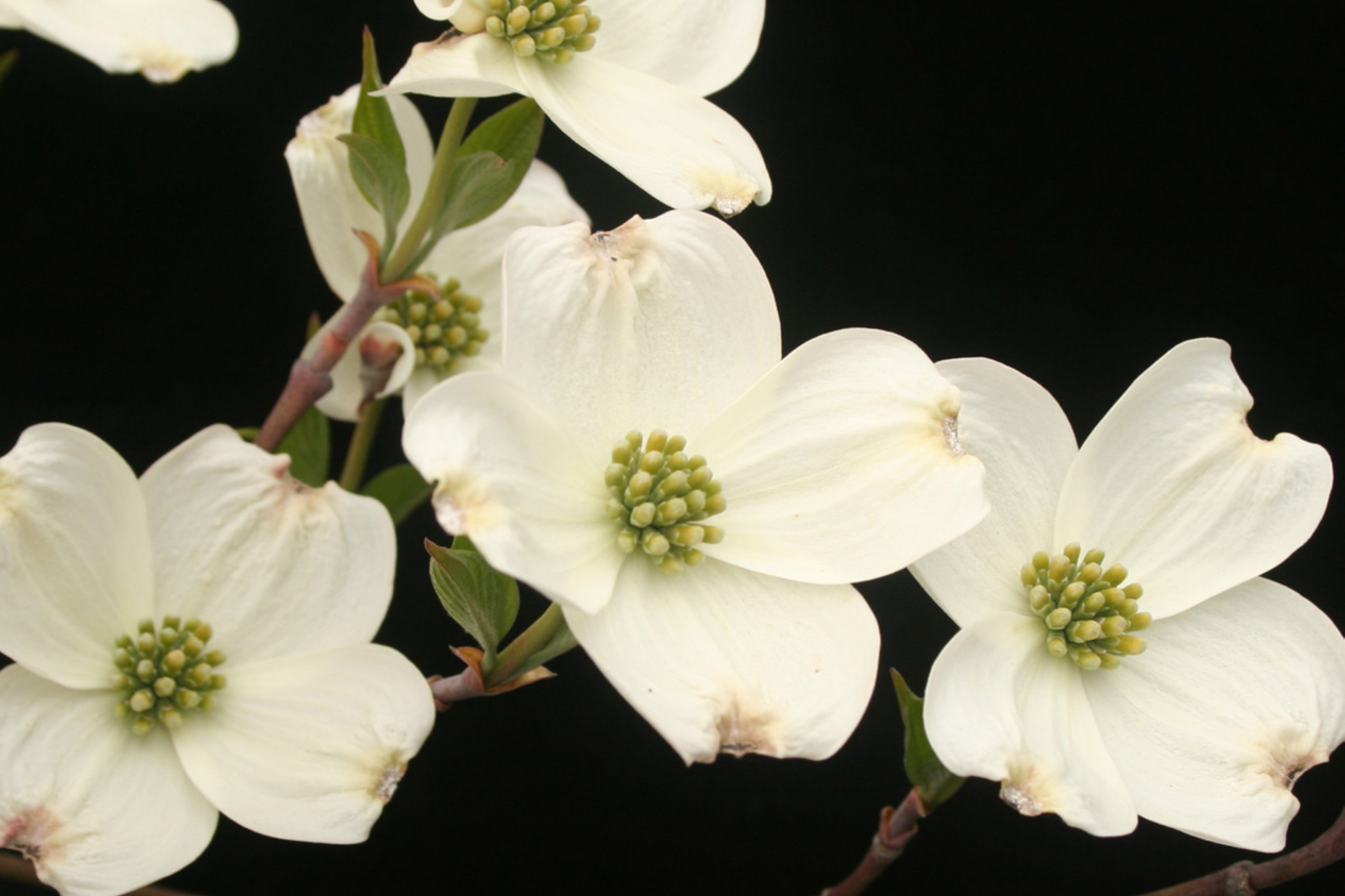 Flowering Dogwood Tree - Live Bare Root Plant 2-3 Feet, Cornus florida, Ornamental, Pollinator-Friendly, Zone 5-9