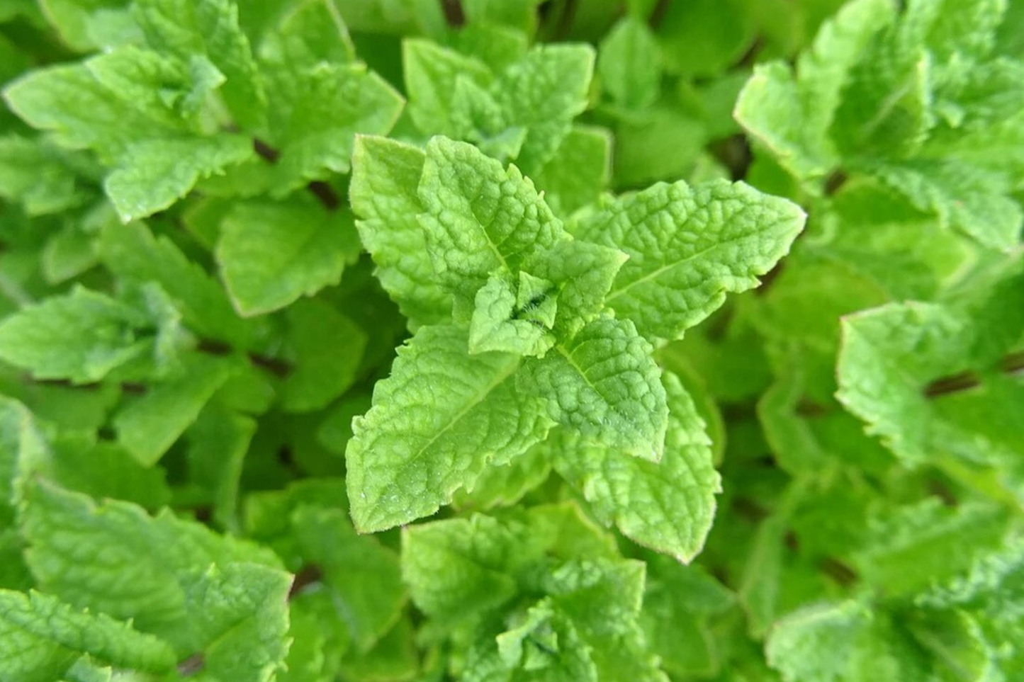 Peppermint Herb Seeds 1000 Pack for Tea & Culinary Use Mentha × piperita