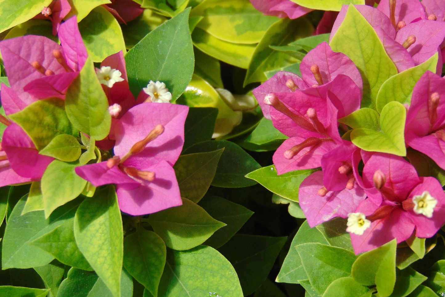 Bougainvillea Fuchsia Pink Unrooted Cuttings – Fast-Growing Drought-Tolerant Climbing Vine, Vibrant Blooms, Easy-Care, Patio & Garden Plant