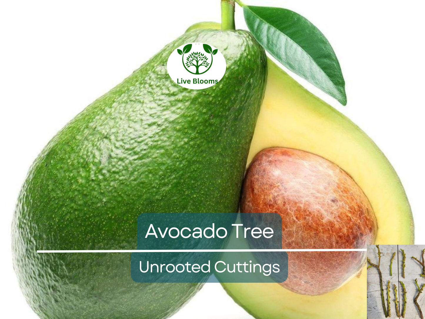3 Avocado Unrooted Cuttings 4-7" for Grafting | Persea americana | Fresh High-Quality Propagation Cuttings