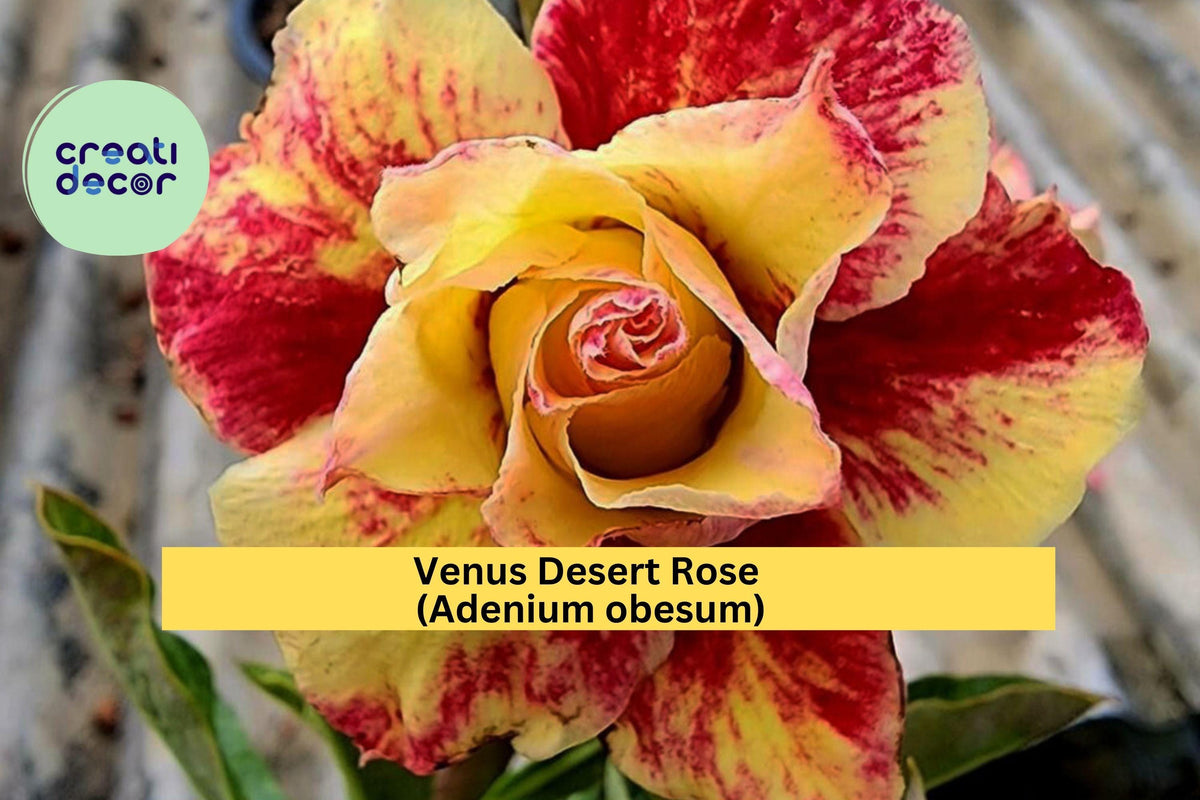 Venus Desert Rose Seedling 4-6" Pink-Red Blooms Adenium obesum Mini Succulent Tree Ornamental Houseplant
