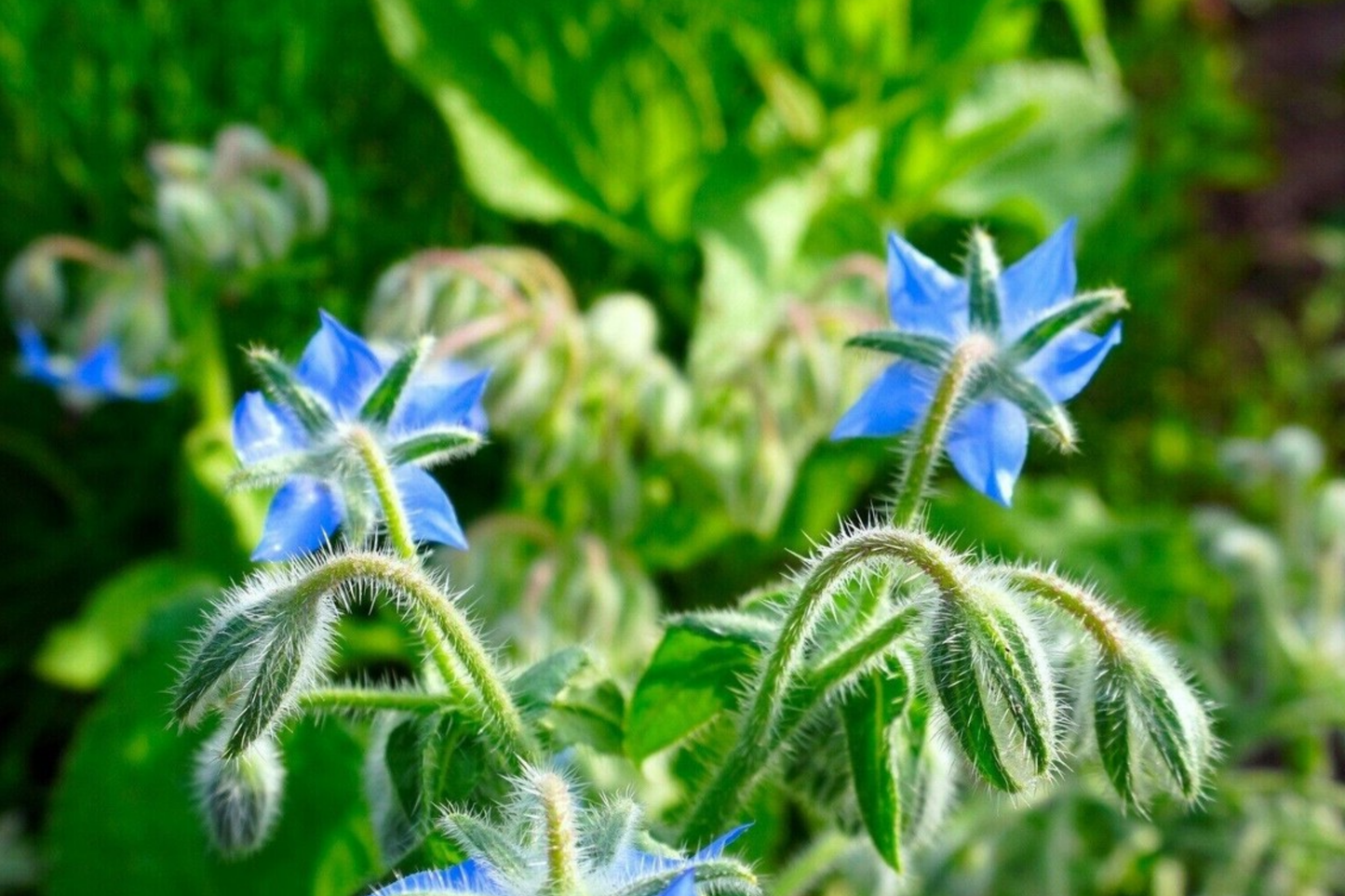 Borage Herb Seeds 1g Borago officinalis Edible Blue Flowers Pollinator-Friendly Annual Herb
