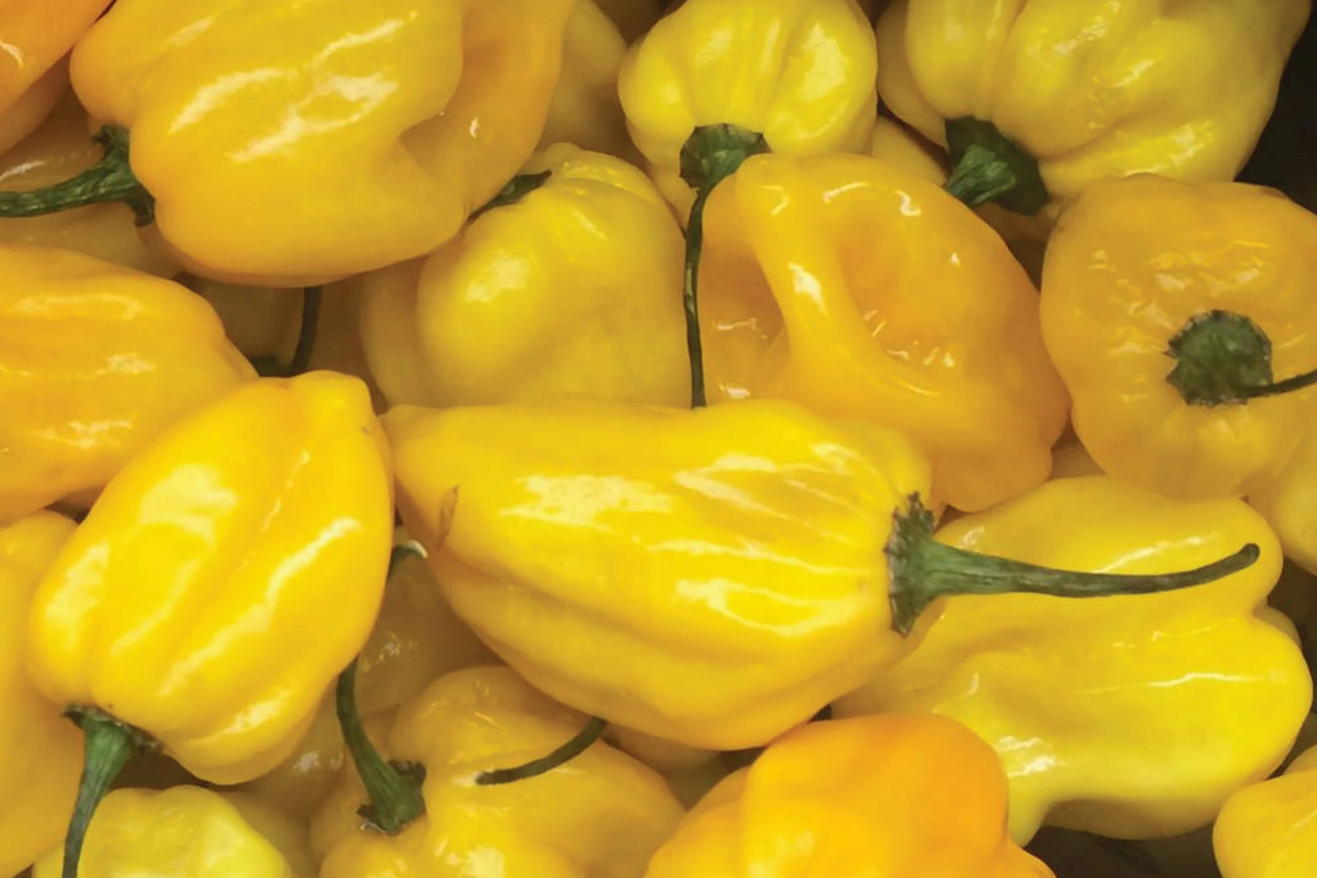 Hot Lemon Habanero Pepper Seeds | Non-GMO Capsicum chinense | USA Grown
