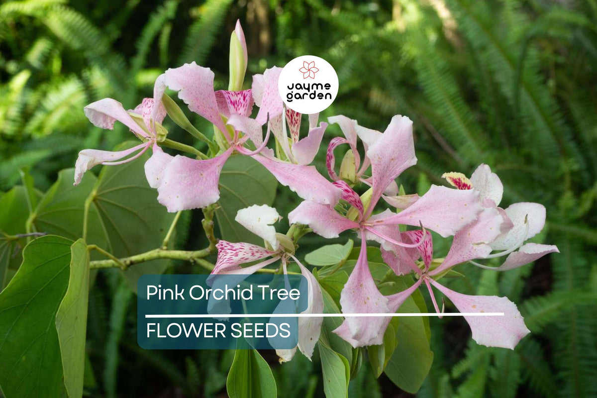 Pink Orchid Tree Seeds - Bauhinia Monandra, Rare Tropical Flower, Fast Growing, Attracts Bees & Butterflies, Zones 10-12