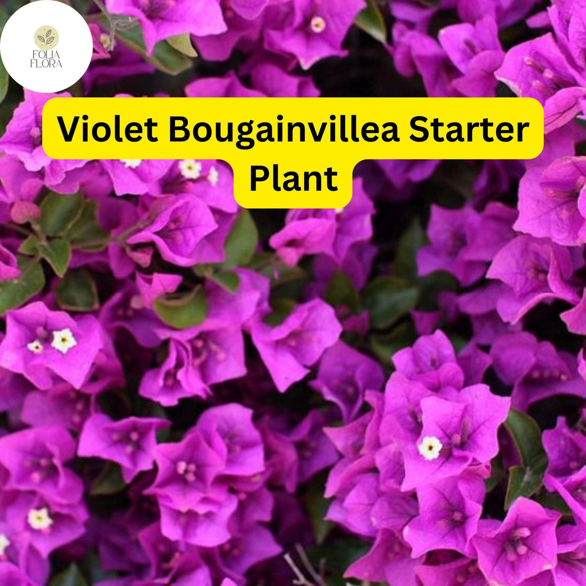 Violet Bougainvillea Starter Plant - Well-Rooted Plug - Fast-Growing Flowering Plant (Bougainvillea spp.) for Gardens & Patios