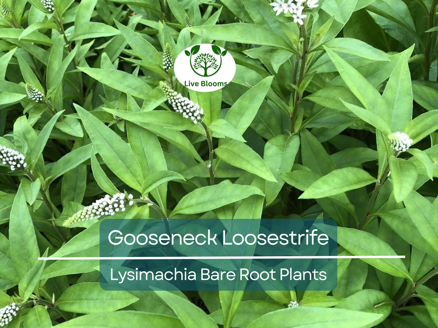 10 Gooseneck Loosestrife Plants - Lysimachia clethroides Bare Root Perennials with White Flowers