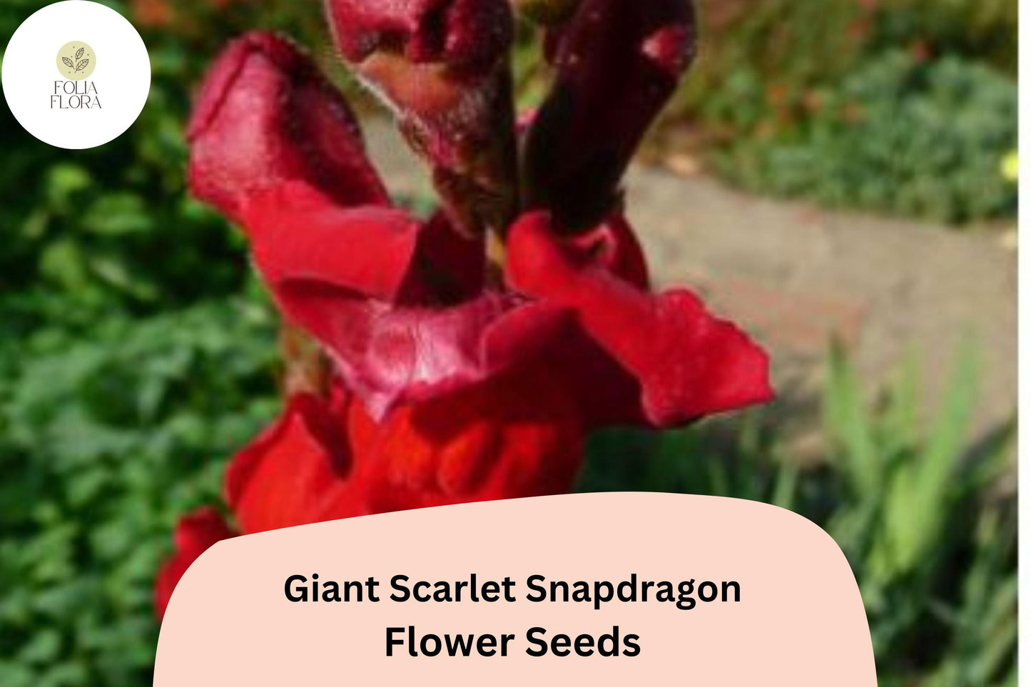 Giant Scarlet Snapdragon Seeds - 1000+ Non-GMO Tall Red Blooms for Garden