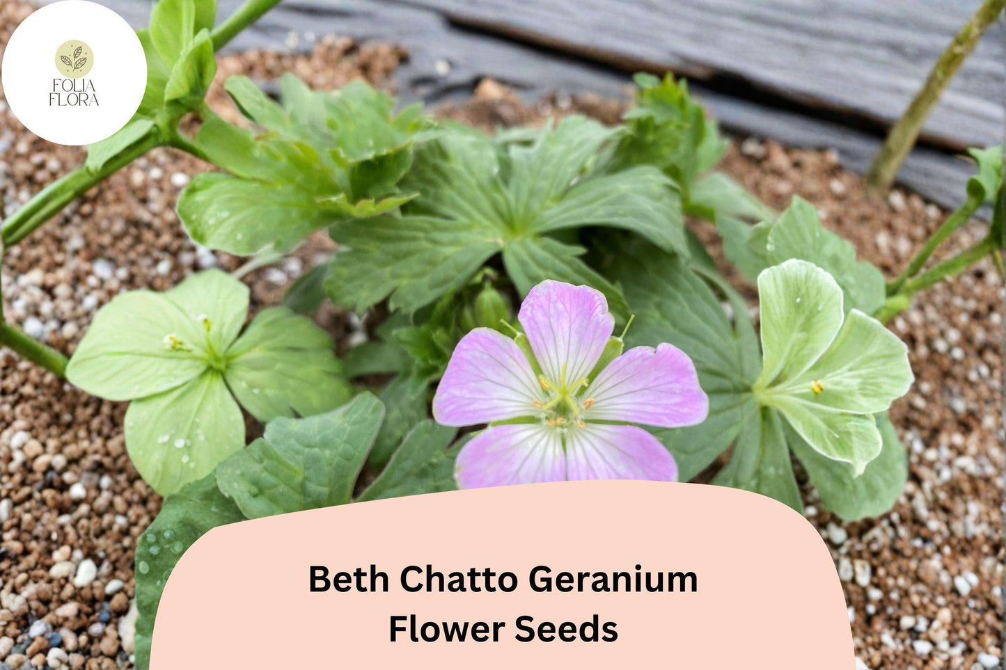 25+ Beth Chatto Geranium Seeds - Hardy Perennial with Pink-Purple Blooms for Gardens & Containers