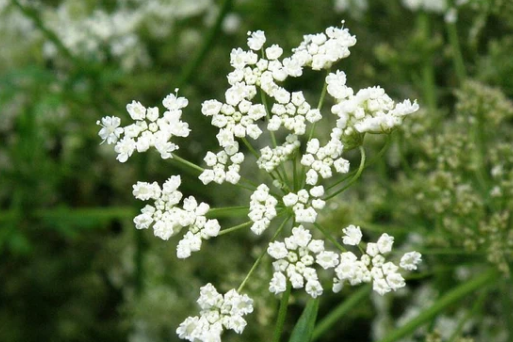 Anise Herb Seeds 250mg Pimpinella anisum Culinary & Medicinal for Teas & Baked Goods