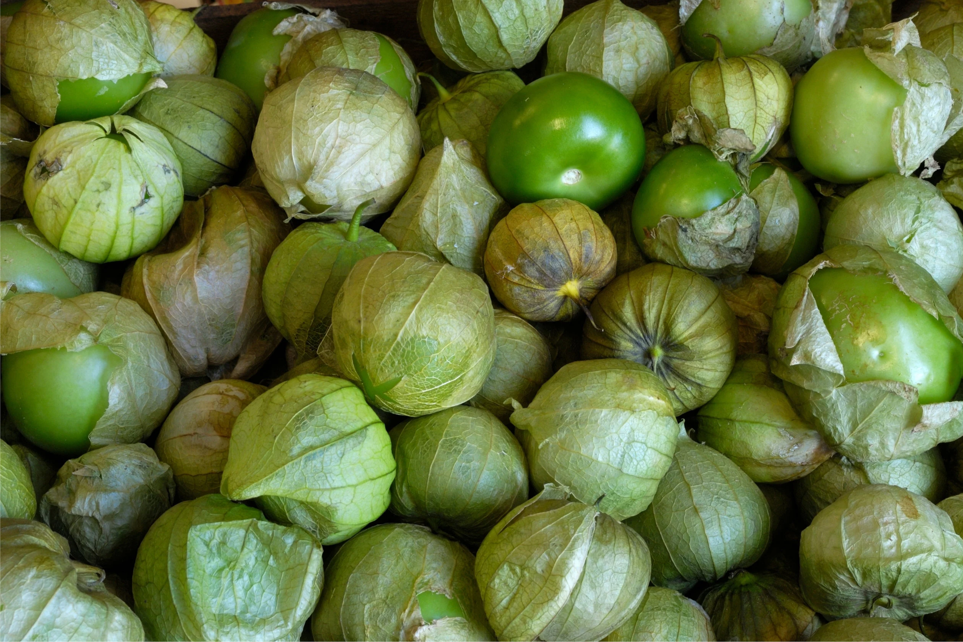 Tomatillo Verde Seeds 100mg | Physalis ixocarpa Vegetable for Salsa & Mexican Cuisine
