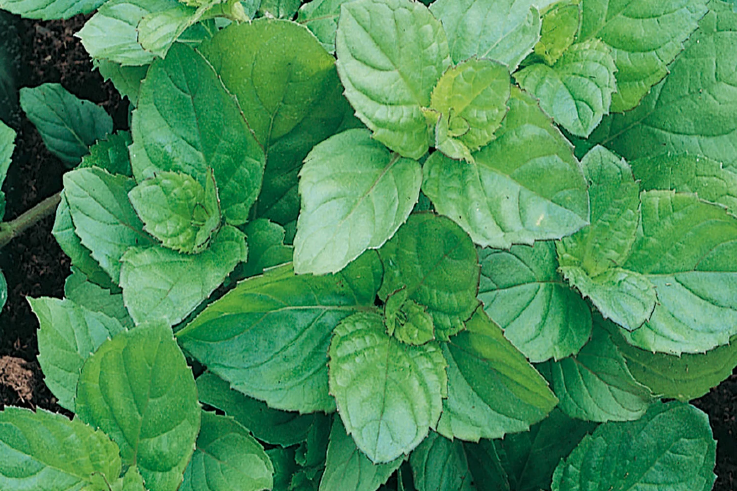 Peppermint Herb Seeds 30mg | Mentha x piperita Aromatic Mint for Culinary & Medicinal Gardens