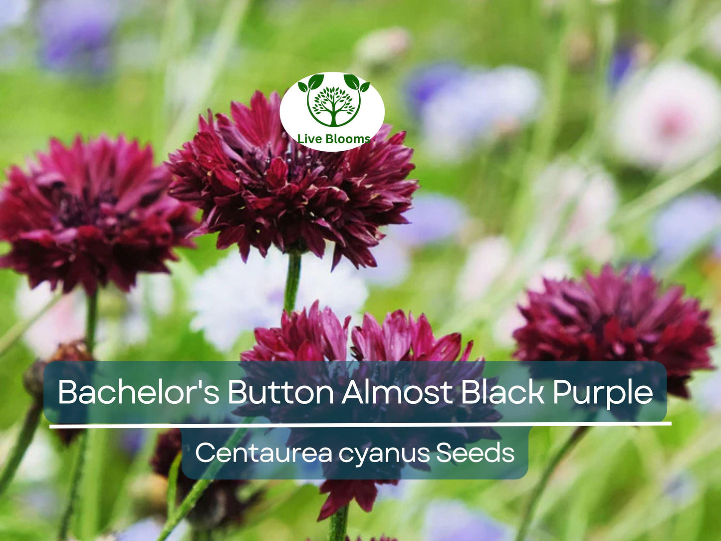 200 Seeds Cornflower Bachelor's Button ALMOST BLACK Purple - Non-GMO Unique Dark Purple Garden Flowers