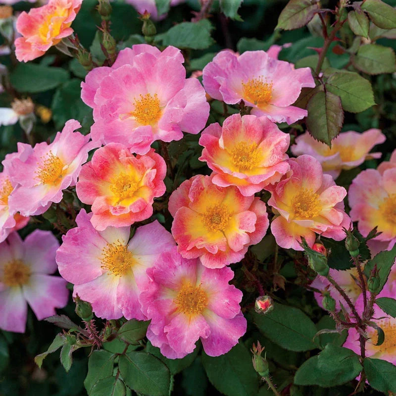 Super Rare Rosa ‘Home Run’ Coral-Orange Floribunda Rose Cuttings – 3 Unrooted for Rooting or Grafting
